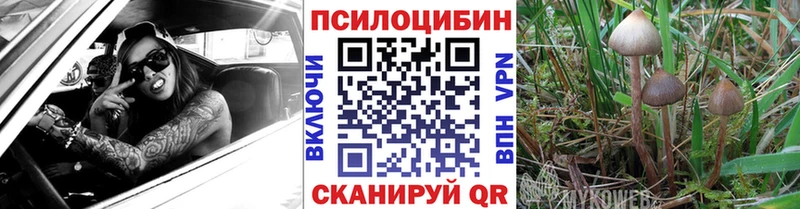 Купить где  Спасск-Рязанский  Псилоцибиновые грибы Psilocybine cubensis 